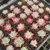 [PACK of 10 PLANTS] x Echeveria Laulensis (has marks)