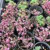 [PACK of 10 PLANTS] x Sedum dasyphyllum 'Lilac Mound'