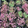 [PACK of 10 PLANTS] x Sedum dasyphyllum 'Lilac Mound'