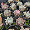 [PACK of 10 PLANTS] x Echeveria 'Purple Star'