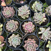 [PACK of 10 PLANTS] x Echeveria 'Purple Star'