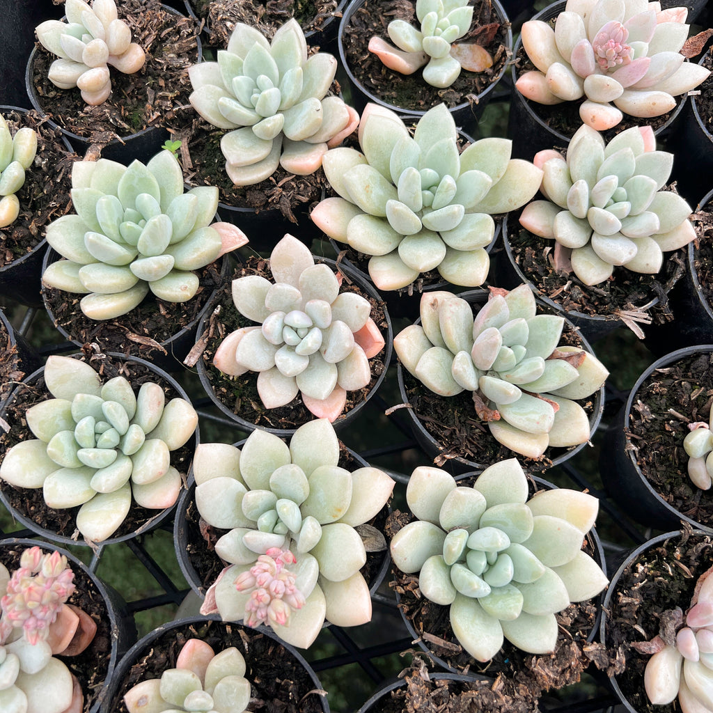 [PACK of 10 PLANTS] x Echeveria 'Monroe Queen'