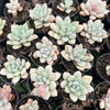 [PACK of 10 PLANTS] x Echeveria 'Monroe Queen'