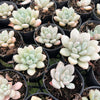 [PACK of 10 PLANTS] x Echeveria 'Monroe Queen'