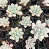 [PACK of 10 PLANTS] x Echeveria 'Monroe Queen'