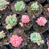 [PACK of 10 PLANTS] x  Graptoveria Cutie Beans 'Moemame'