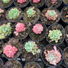 [PACK of 10 PLANTS] x  Graptoveria Cutie Beans 'Moemame'