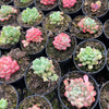 [PACK of 10 PLANTS] x  Graptoveria Cutie Beans 'Moemame'