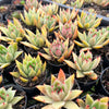 [PACK of 10 PLANTS] x Echeveria agavoides 'GAYA'