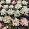 [PACK of 10 PLANTS] x Echeveria 'Fantastic Fountain'