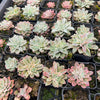 [PACK of 10 PLANTS] x Echeveria 'Fantastic Fountain'