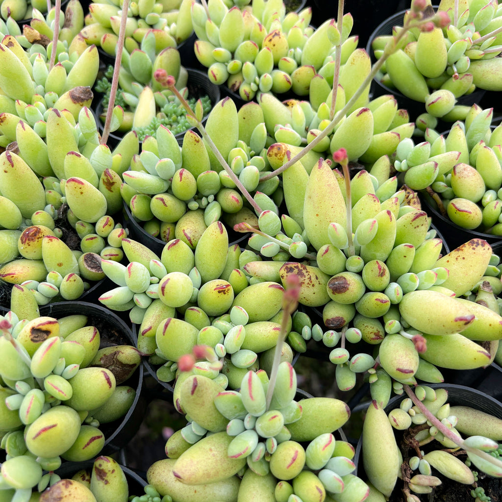 [PACK of 10 PLANTS] x Cotyledon papillaris 'jacobseniana'