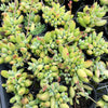 [PACK of 10 PLANTS] x Cotyledon papillaris 'jacobseniana'