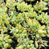 [PACK of 10 PLANTS] x Cotyledon papillaris 'jacobseniana'