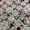 [PACK of 10 PLANTS] x  Echeveria Black Barbara