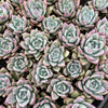 [PACK of 10 PLANTS] x  Echeveria Black Barbara