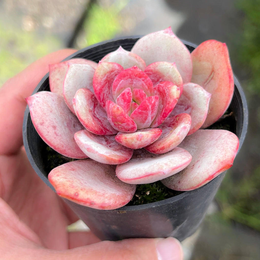 pink laui succulent Echeveria 'Soul Mint' (E. laui x E. lau026)