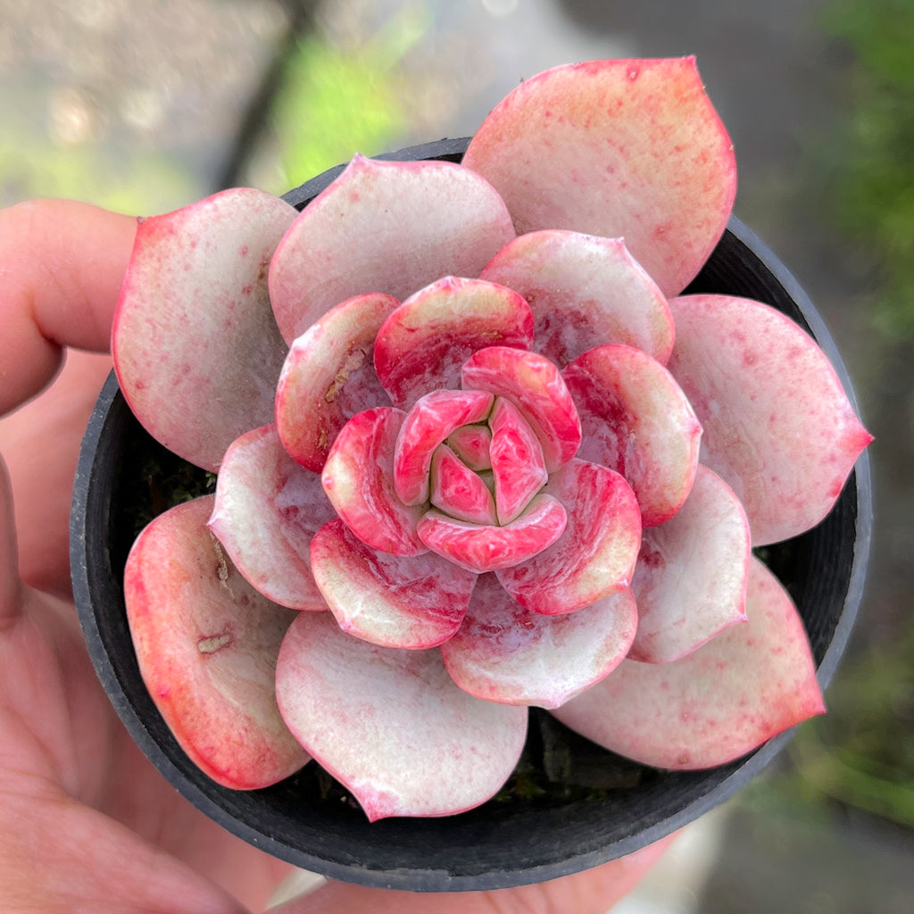 [PACK of 10 PLANTS] x Echeveria 'Soul Mint' (E. laui x E. lau026) | Korea Form