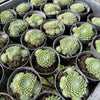 Sempervivum 'Hairy Ball'