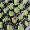 Sempervivum 'Hairy Ball'