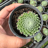 Sempervivum 'Hairy Ball'