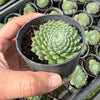 Sempervivum 'Hairy Ball'
