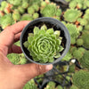 Sempervivum 'More Honey' (NO PUP)