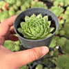 Sempervivum 'More Honey' (NO PUP)