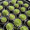 Sempervivum 'Georgette'