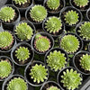 Sempervivum 'Georgette'