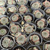 Sempervivum calcareum 'Atropurpureum' (No pup)