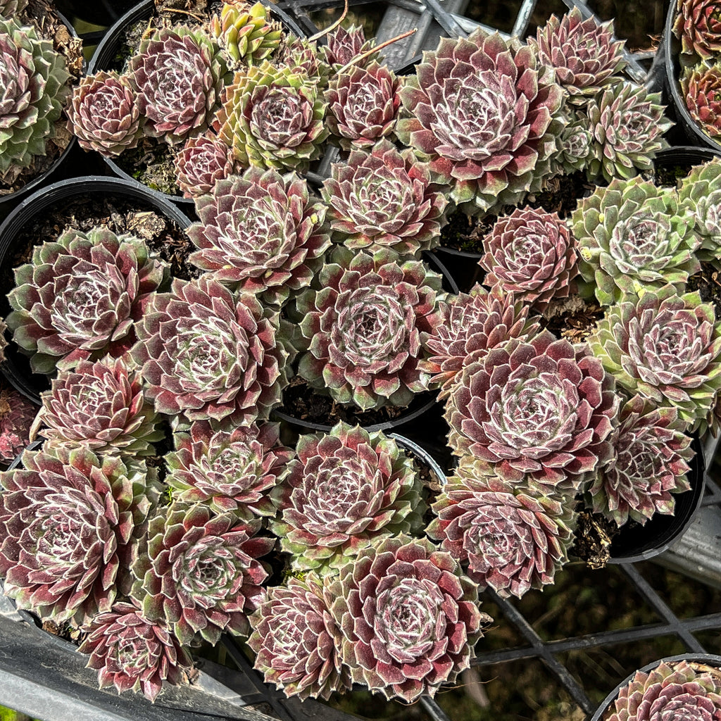 Sempervivum 'Pink Puff' – LET LOVE GROW (Succulent & Cactus)
