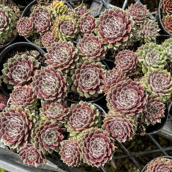 Sempervivum 'Pink Puff'