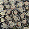 Sempervivum calcareum 'Atropurpureum' (No pup)