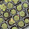 Sempervivum 'Oddity' (no pup)