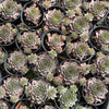 Sempervivum 'Grammens' (NO PUP)