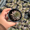 Sempervivum 'Grammens' (NO PUP)