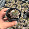 Sempervivum 'Grammens' (NO PUP)