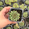 Sempervivum 'Oddity' (no pup)