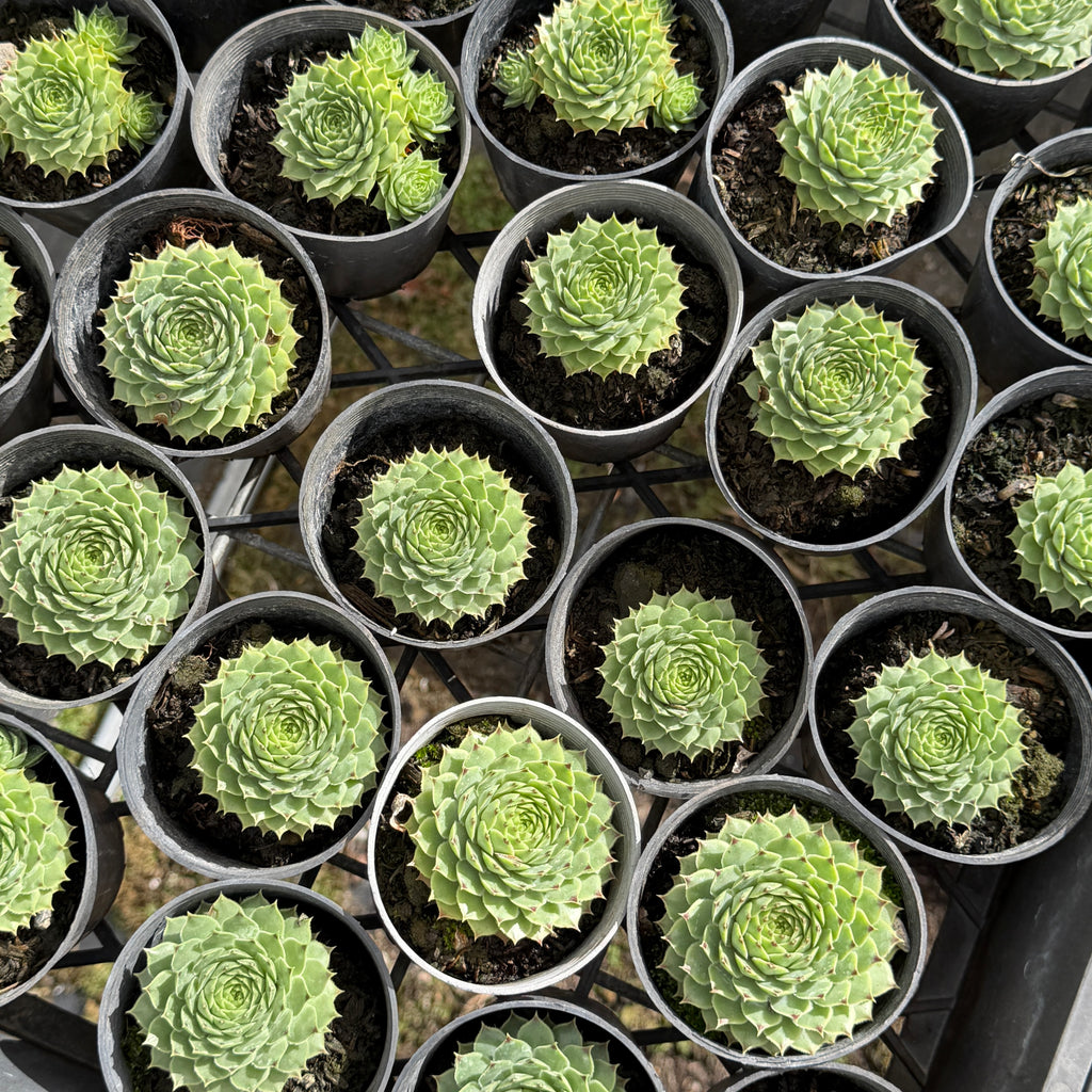 Sempervivum calcareum 'Limelight'