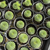 Sempervivum calcareum 'Limelight'