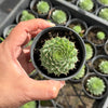 Sempervivum calcareum 'Limelight'