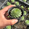 Sempervivum calcareum 'Limelight'