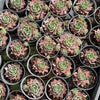 Sempervivum 'Ohio Burgundy'