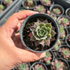 Sempervivum 'Ohio Burgundy'