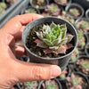 Sempervivum 'Ohio Burgundy'