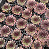 Sempervivum 'Granby'