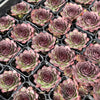 Sempervivum 'Granby'