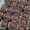 Sempervivum 'Gabrielle'