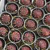 Sempervivum 'Gabrielle'